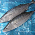 Peixe inteiro fresco congelado 300-500G 500-700G Skipjack Atum
